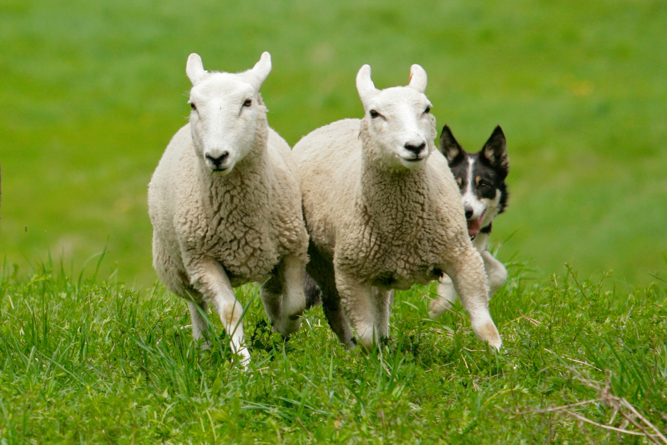 Sheep to Shawl Festival 2024
