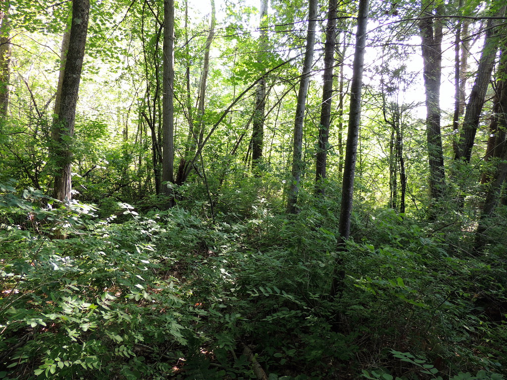 Guided Hike: Birch Hill Loop