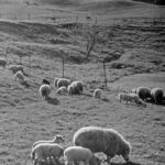 Sheep grazing in a pasture on undulating landscape, a fence is visible and glint of sun