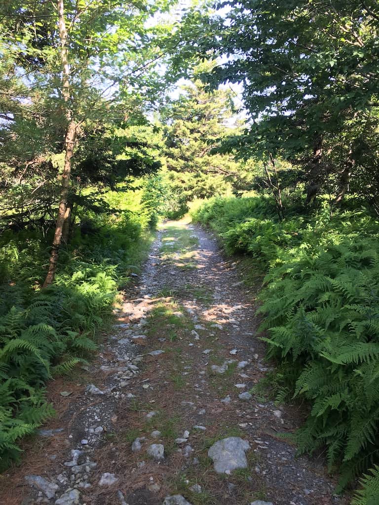 Guided Hike Series: Leete Hollow > Dodd's Cone Bushwhack
