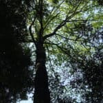 Image used to illustrate the tree walk narrative.