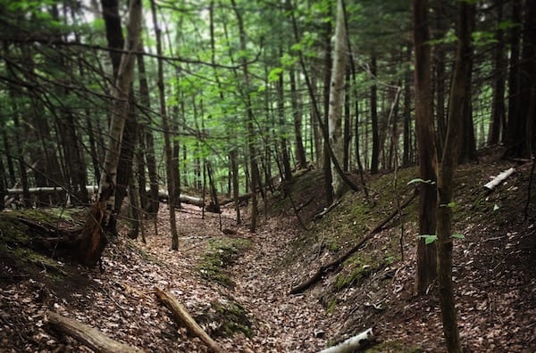 Photo of wooded ravine.