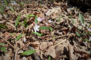 Photo of spring beauty flower on the forest floor.
