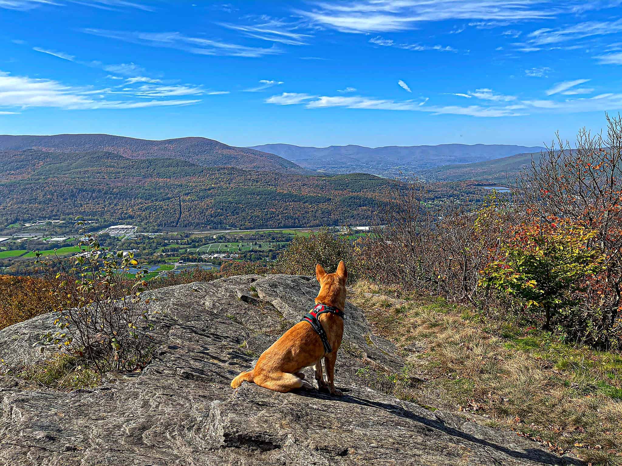 Guided Hike: Hoosac Range to Spruce Hill