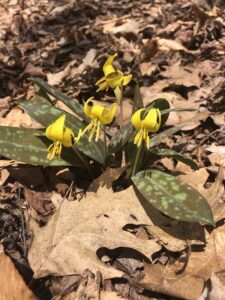 Trout lily in bloom on the forest floor.