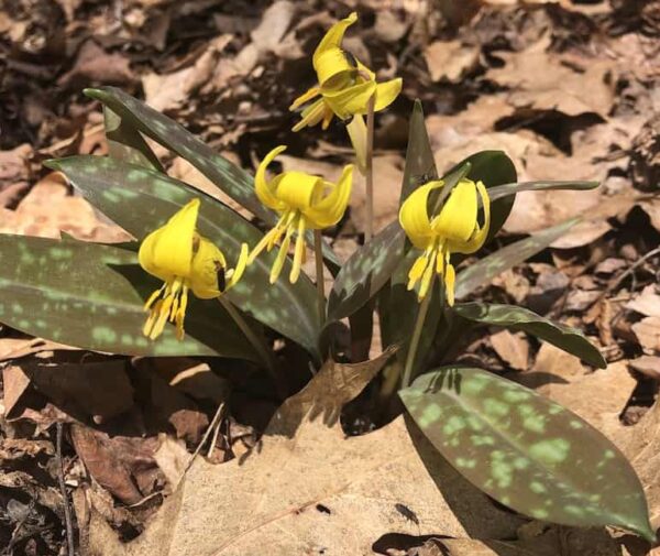 Trout lily in bloom on the forest floor.