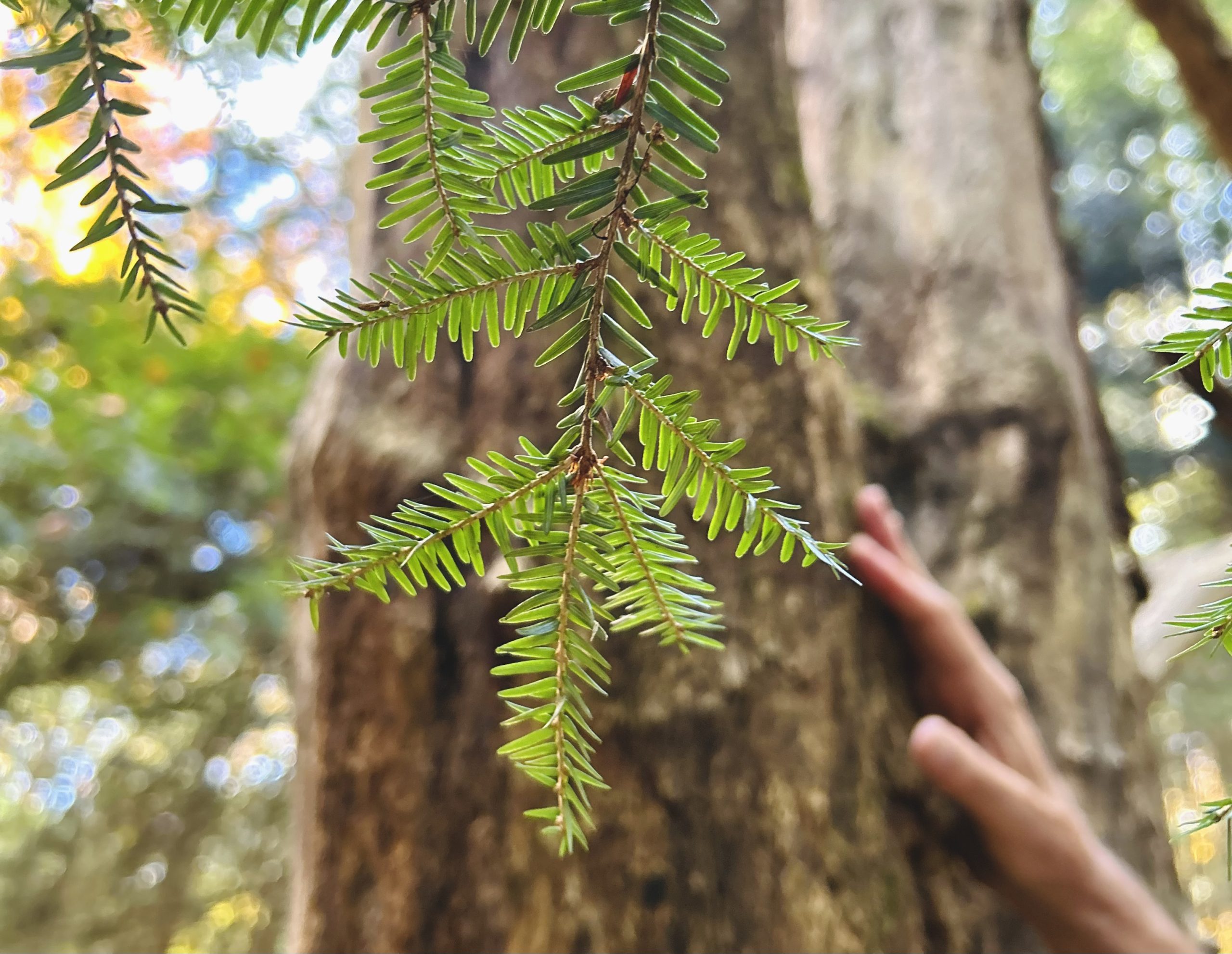 Group Hemlock Survey